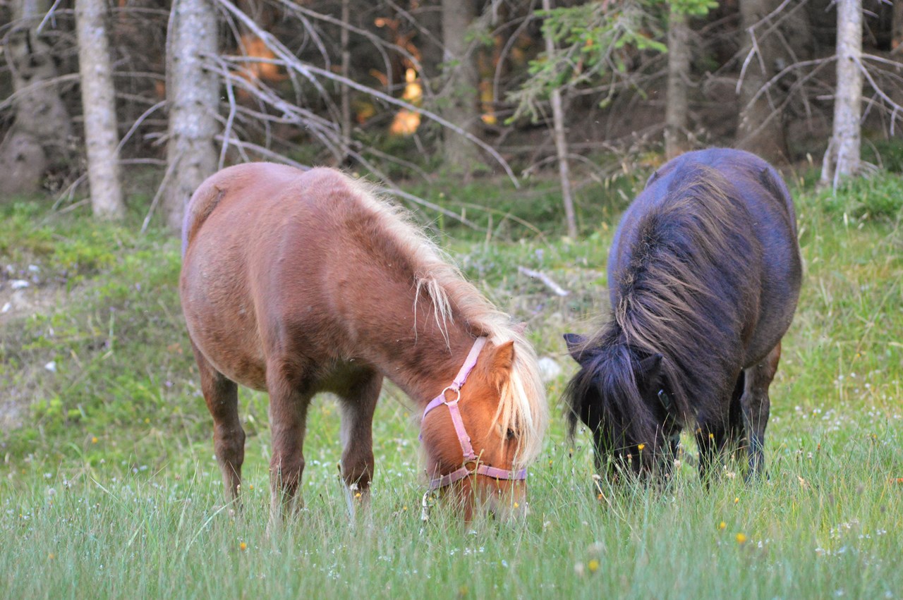 Wiaz`Haus Orthofer Our animals ponies